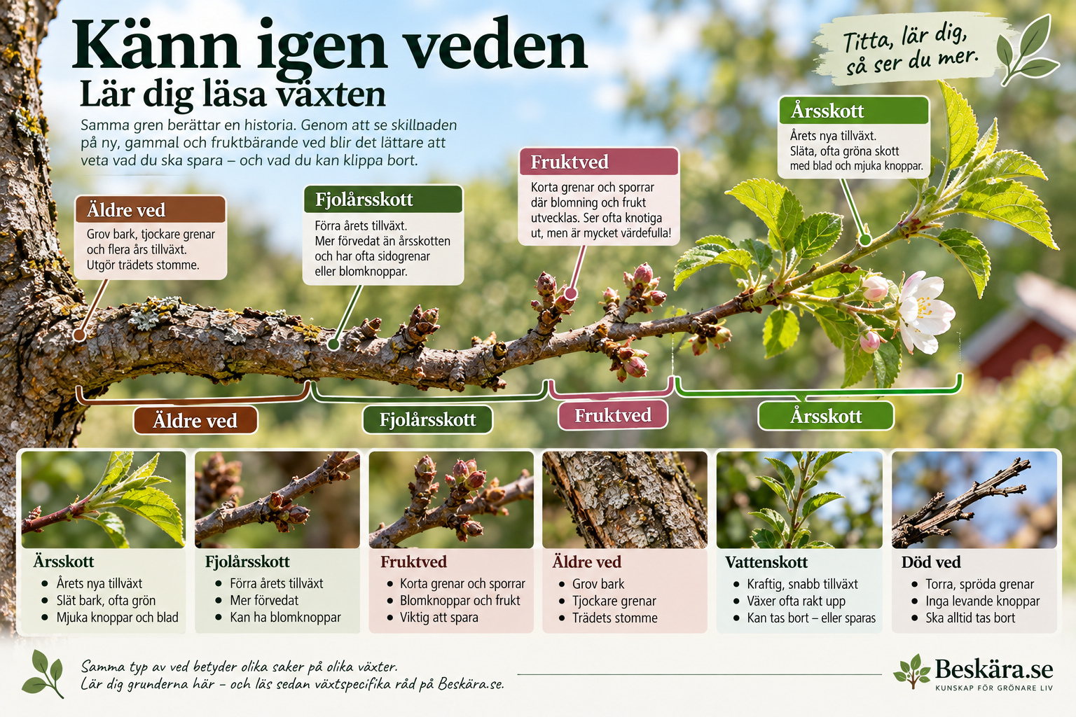 Känn igen veden