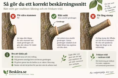 Infografik som visar rätt beskärningssnitt vid grenkragen jämfört med snitt för nära stammen och en för lång grenstump.