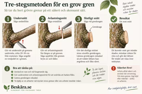 Infografik som visar trestegsmetoden för en grov gren: undersnitt, avlastningssnitt och slutligt snitt vid grenkragen.